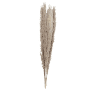 pampas natural