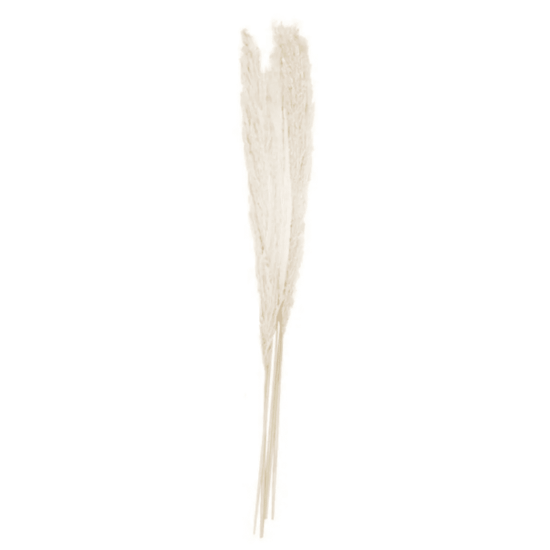 pampas white a