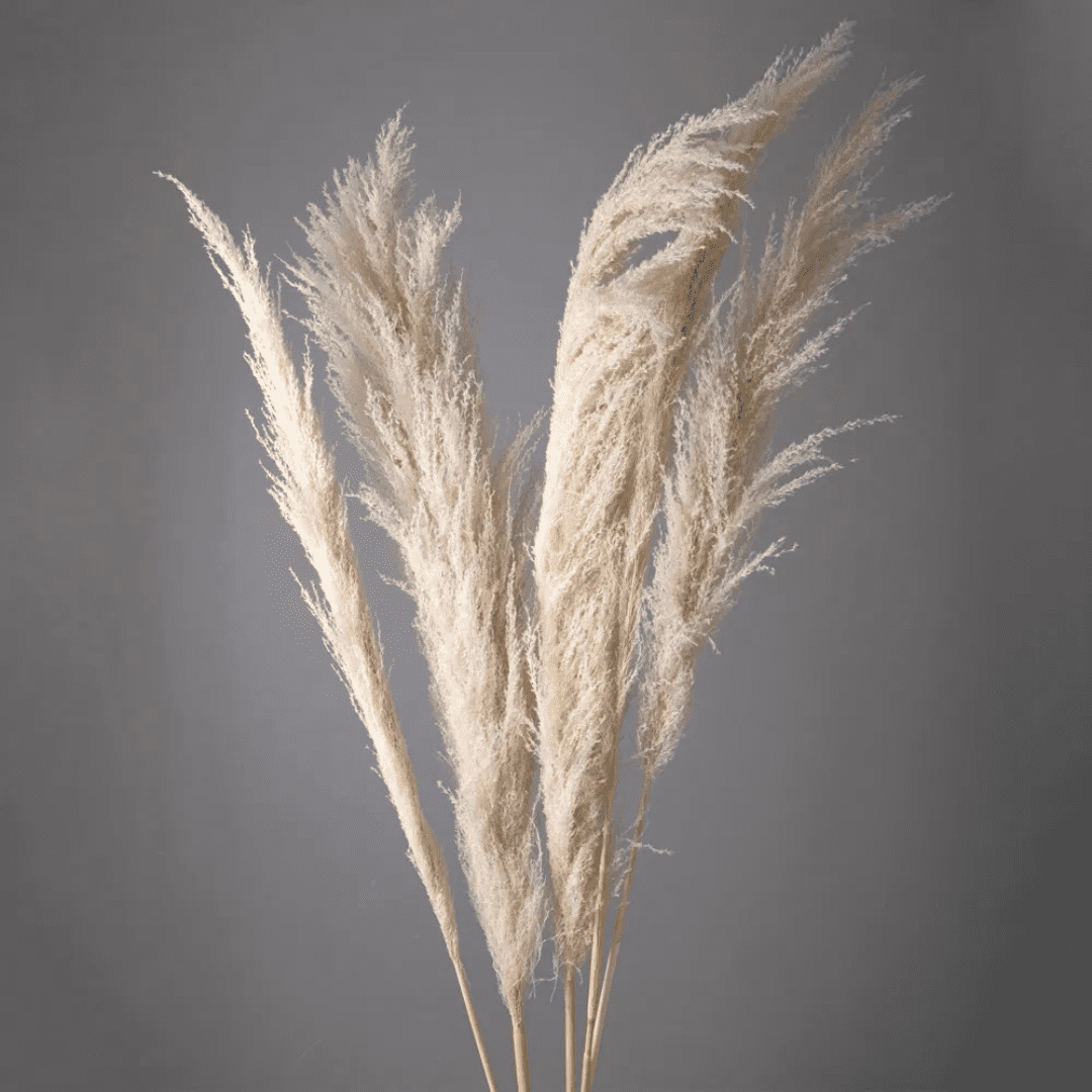 pampas natural