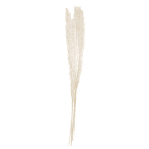 pampas white a