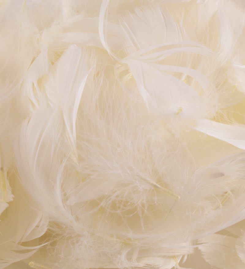 Eleganza Feathers Mixed sizes 3"-5" 50g bag Ivory No.61