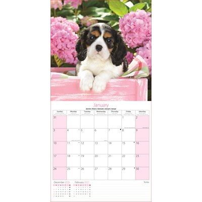 Calendar Sq Kittens and Puppies - Image 2